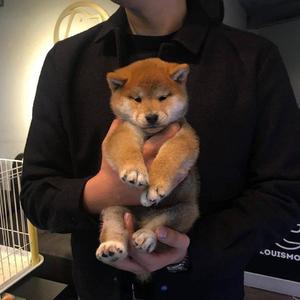 精品人妖videos欧美人妖
